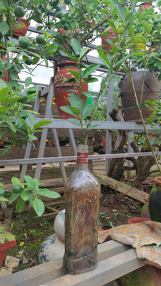 Độc[-]đáo[-]quất[-]cảnh[-]mọc[-]từ[-]chai[-]thuỷ[-]tinh